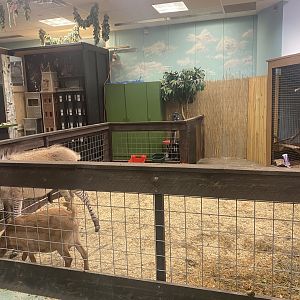 Sustainable Safari - Zonkey/Domestic Goat Exhibit