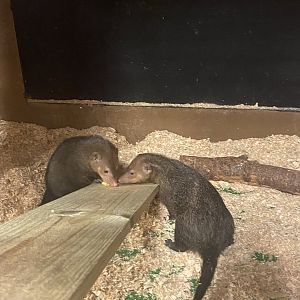 Sustainable Safari - Common Kusimanse