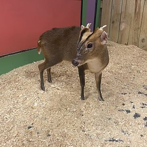 Sustainable Safari - Reeve’s Muntjac