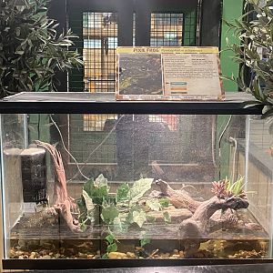 Sustainable Safari - Pixie Frog Terrarium