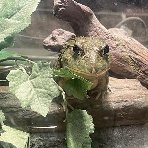 Sustainable Safari - Pixie Frog