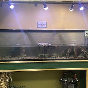 Sustainable Safari - Red-Eared Slider Tank