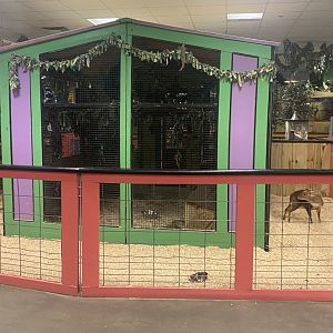 Sustainable Safari - Reeve’s Muntjac + Ring-Tailed Lemur Exhibits