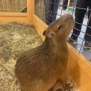 Sustainable Safari - Capybara