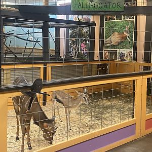 Sustainable Safari - Lowland Nyala/Thomason’s Gazelle Exhibit