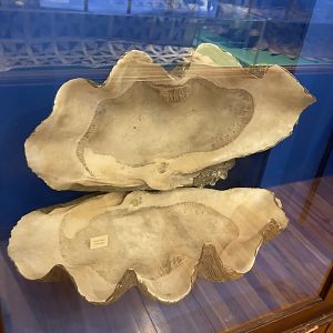Giant Clam