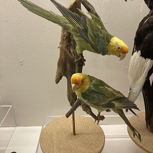 Taxidermy Carolina Parakeets