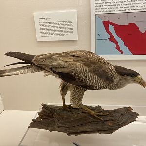 Taxidermy Guadalupe Caracara