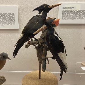 Taxidermy Ivory Billed Woodpeckers