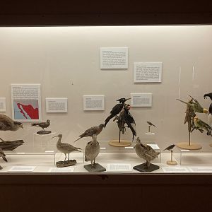 Extinct Bird Taxidermy Display