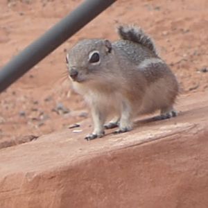 White tailed antelope ground squirrel