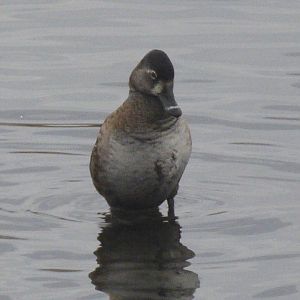 Ring necked duck
