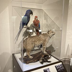 Taxidermy Macaws, and Bobcat (all from Roger Williams Park Zoo Menagerie) with Skunk