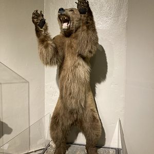 Taxidermy Brown Bear