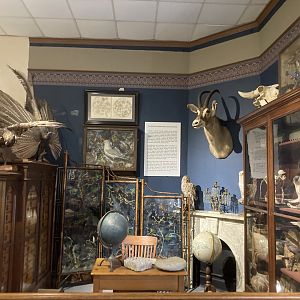 Taxidermy Study Room