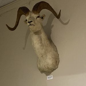 Taxidermy Dall Sheep