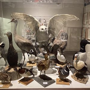 Taxidermy Birds