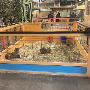 Sustainable Safari - Patagonian Mara/Capybara Exhibit