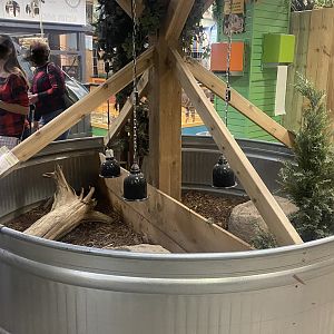 Sustainable Safari - Screaming Hairy Armadillo Exhibits