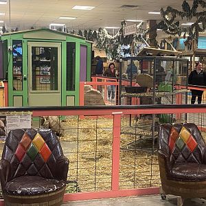 Sustainable Safari - Sulcata Tortoise Exhibit