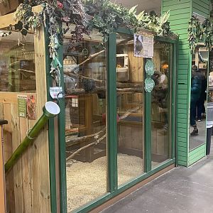 Sustainable Safari - Common Marmoset Exhibit