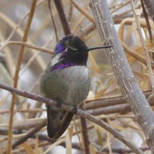 Costas hummingbird