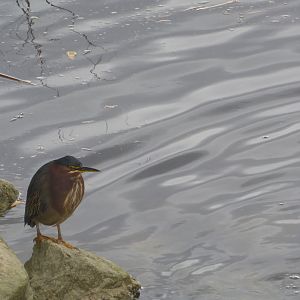 Green Heron