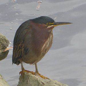 Green Heron