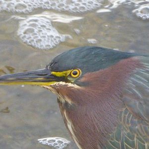 Green Heron