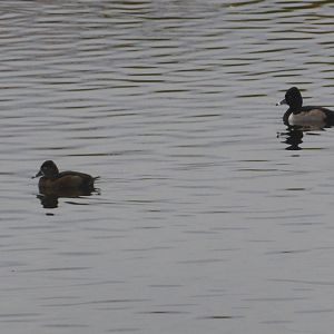 Ring necked ducks