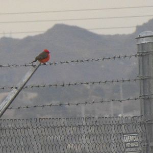 Vermillion flycatcher