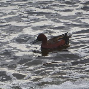 Cinnamon teal