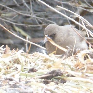 Aberts towhee