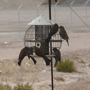 Red winged black birds