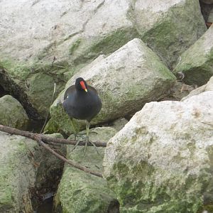 Common gallinule
