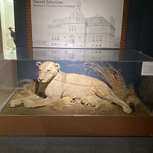 Taxidermy Lions (From Roger Williams Park Zoo Menagerie)