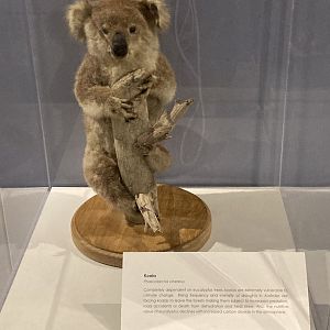 Taxidermy Koala