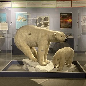 Taxidermy Polar Bears