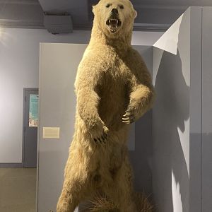 ID? Polar-grizzly hybrid?