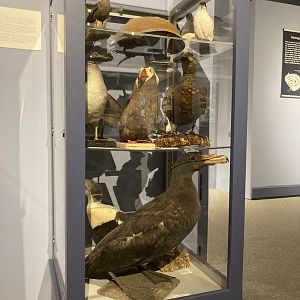 Taxidermy Sea Birds (including Petrel)