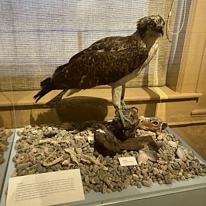 Taxidermy Osprey