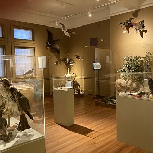 Urban Wildlife: Nature at your Doorstep