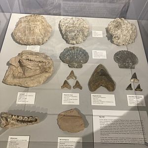 Fossils