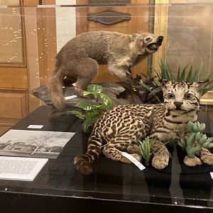 Taxidermy Coati and Ocelot (from Roger Williams Park Zoo Menagerie)