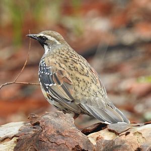 Spotted Quail-Thrush (male)
