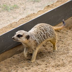 Meerkat
