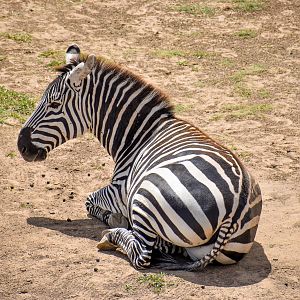 Plains Zebra