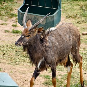 Nyala