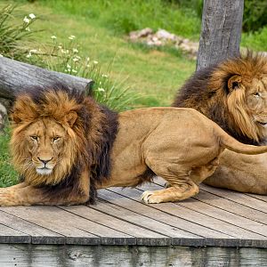 African Lions