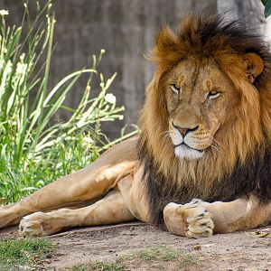 African Lion